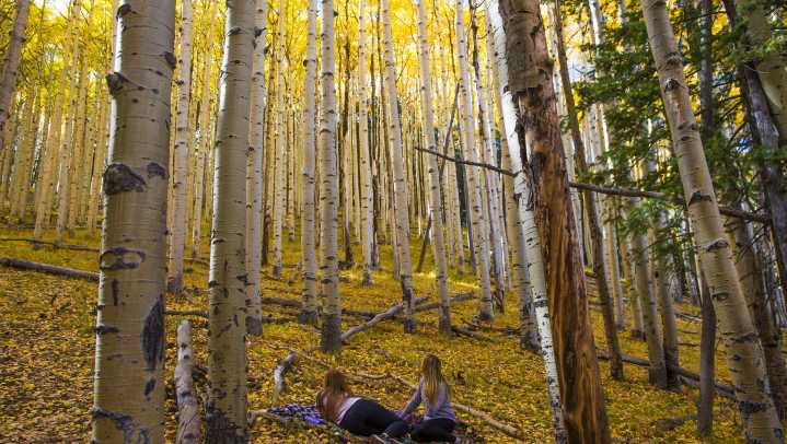 Heat and drought could change Arizona's autumn leaf season