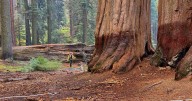 McKinley Grove giant sequoia trees appear to be OK after Garnet Fire, officials say