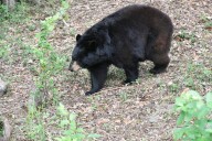 Bear hunt permit applications open soon. Here’s how to apply