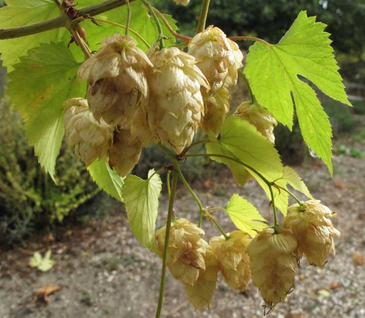 Yakima Valley hop growers continue to address pandemic oversupply