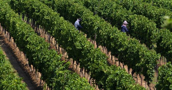 Niagara wineries see ‘bright light at the end of the tunnel’ as grape harvest begins