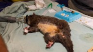 South West conservation group seeks community feedback in major push for WA’s first regional wildlife hospital