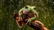 White's Tree Frog: A Popular Pet Prone to Obesity