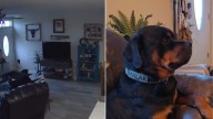 Oregon Dogs Accidentally Redesign The Living Room And The Pet Cam Tells All