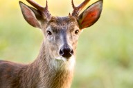 Deer killed with arrow found near N.J. preschool, police investigating