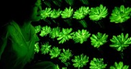 Scientists have created rechargeable, multicolored, glow-in