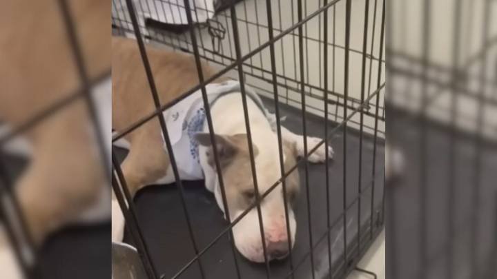 Texas Woman Brought The Quietest Shelter Dog Home, Never Expecting The Surprise That Followed