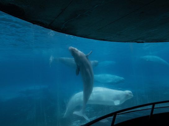 ’Just terrible over there,’ Premier Ford says of Marineland
