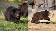Black bear cubs to make debut at Columbus Zoo and Aquarium on Sept. 2