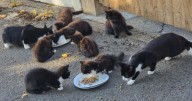 'Feral' colony of cats 'relentlessly breeding' on Nottinghamshire school site