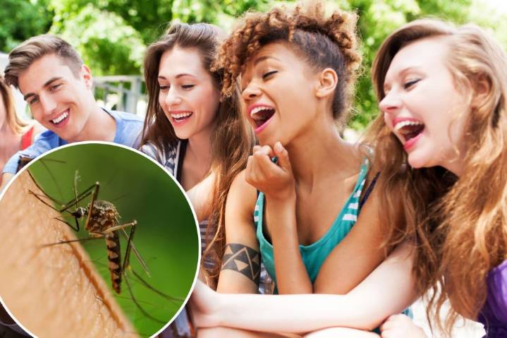 Mosquitos like people who drink beer: study