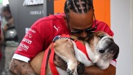 Heartbreak For Lewis Hamilton! Seven-Time F1 Champion Reveals His Pet Dog Roscoe Died