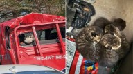 New York Workers Discover Shocking Surprises Hidden In The Trunk Of A Car Ready for Demolition