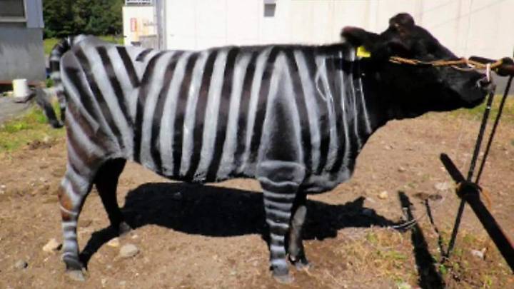 Ig Nobel 2025: De vacas disfrazadas de cebras a leche con olor a ajo, los estudios más raros de estos premios