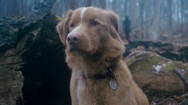 Good Boy Review: A Brilliant Horror Movie From A Dog's POV