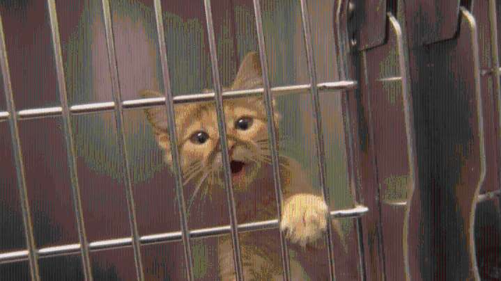 Saratoga County moves forward with animal abuse registry