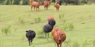 Cattleman’s Association offers incentives to to prevent cattle farmer shortage
