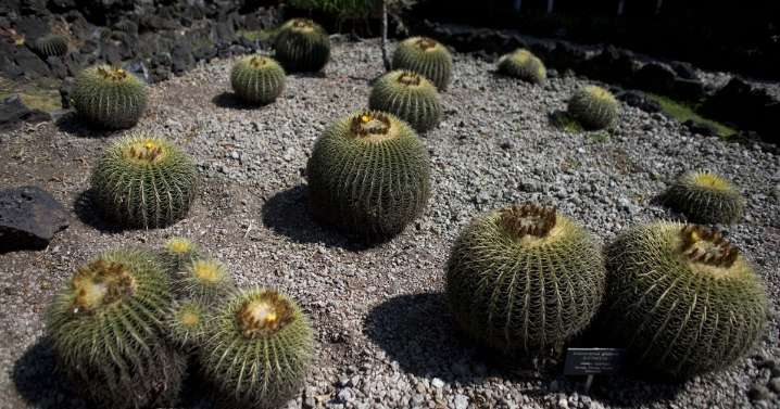 The endangered cactus behind Mexico's sweet secret