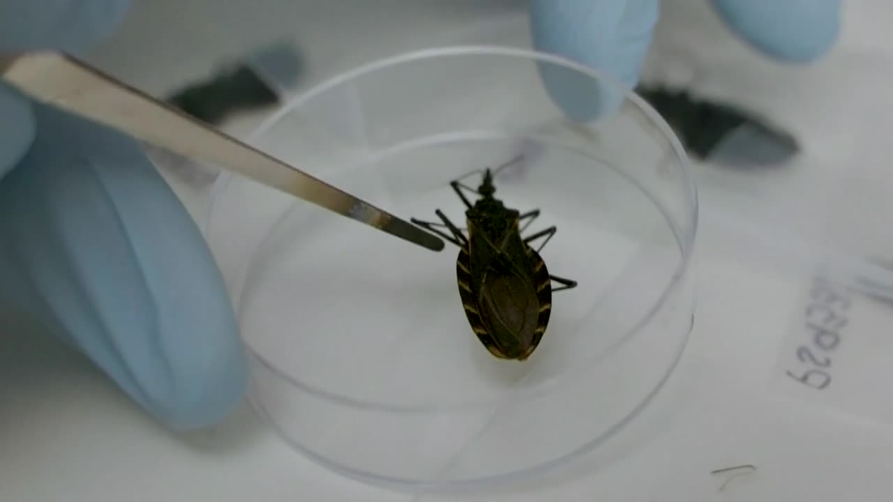 Kissing Bug Disease: What causes Chagas disease and how doctors are responding