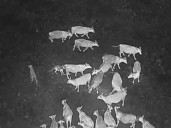 ¿Qué tienen en común Scarlett Johansson, AC/DC y un rebaño de vacas? El experimento secreto para salvar vacas en la frontera entre California y Oregón