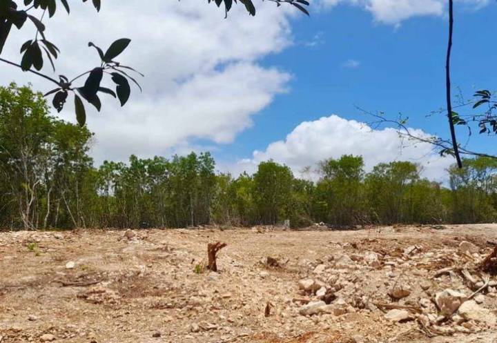 Semarnat abre diálogo tras protesta de Greenpeace por selva maya