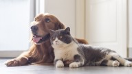Louisville pet owners may soon be required to microchip their animals