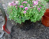 Is fall really a good time to plant?