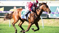 RACING 
                                          Comments
                                        
                                          Premium
                                        Lark H