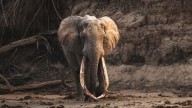Stunning photos spotlight vanishing ‘super tusker’ elephants
