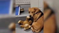 Texas Pup Surrendered To Shelter Finds Solace In Her Worn