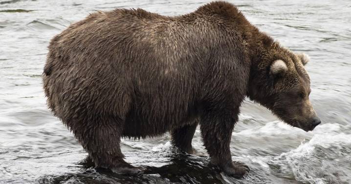 Alaska's Fat Bear Week kicks off with online voting to crown the most oversized ursine