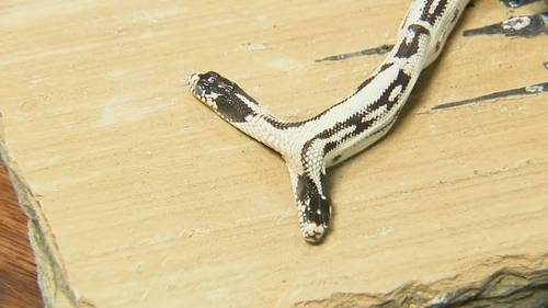 Rare 2-headed California kingsnake born at Bay Area pet store has died