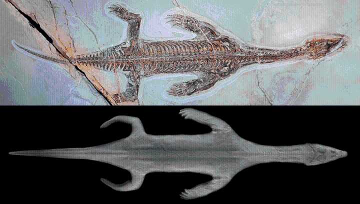 240-Million-Year-Old “Virtually Complete" Lariosaurus Gives Unprecedented Insight Into How These Sea Monsters Swam