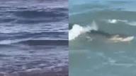 Capturan Cocodrilo en Aguas de Playa Miramar; Así Fue el Rescate