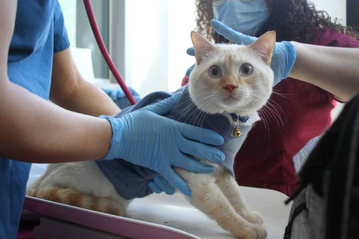 In a ‘critical first step,’ City Council to fund low-cost spay and neuter pilot program at Flatbush Cats • Brooklyn Paper