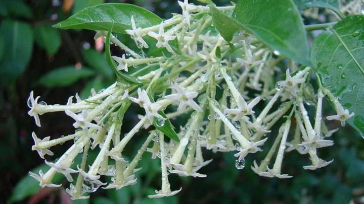 Ni rosas ni jazmines: las flores que perfuman tu jardín con poco cuidado