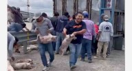 Rapiña de cerdos tras volcadura de un tráiler en San Luis Potosí