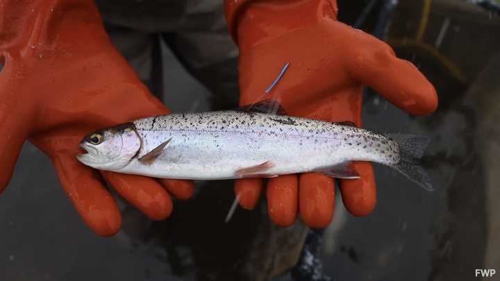 Death by data for Big Hole trout