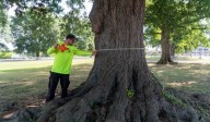 DC Council poised to cut down heritage trees for RFK Stadium redevelopment