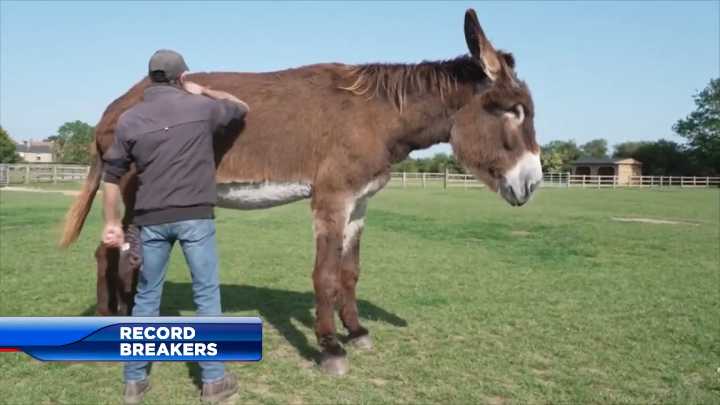 Guinness gives sneak peek at some of its 2026 world record holders