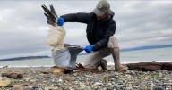 Bird flu is spreading to Pacific Northwest wild mammal populations