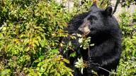 Bears seen wandering around Merrimac neighborhoods. How to stay safe