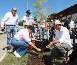 Plantan árboles más resistentes en calles de Mérida