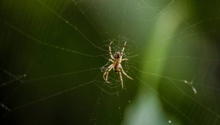 Fall Is Said To Be Spider Season, And 2025 Is Forecasted To Be An Active One
