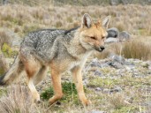 El Zorro Andino o Culpeo, guardián natural de los páramos en Nariño