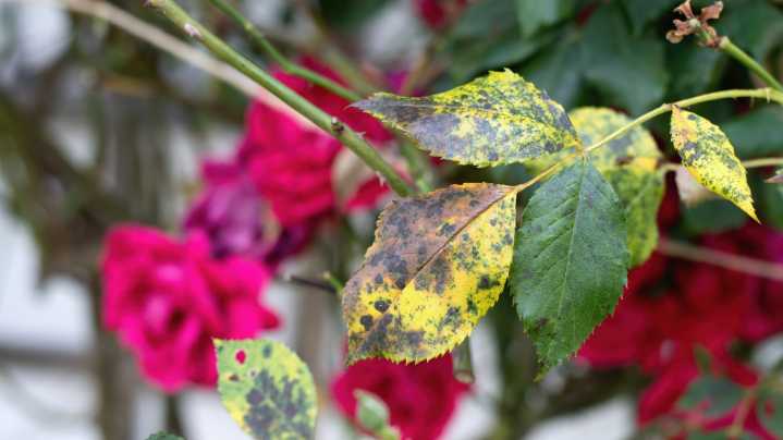 The Fast-Spreading Perennial That Can Make Your Rose Bushes Weak & Sick