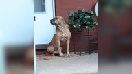 Pennsylvania Pup Refuses To Leave The Porch After His Family Moves Away Without Him