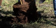 Free trees, shrubs offered in Cape Girardeau through CommuniTree program