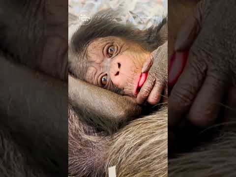 Chimps born at L.A. zoo for first time in over a decade #shorts