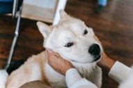 8 Best Eye Supplements for Akitas